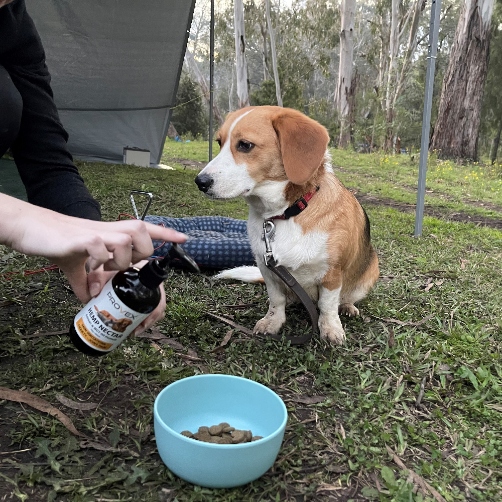 Hemp Nectar + 100% Aussie Fish & MCT Oil