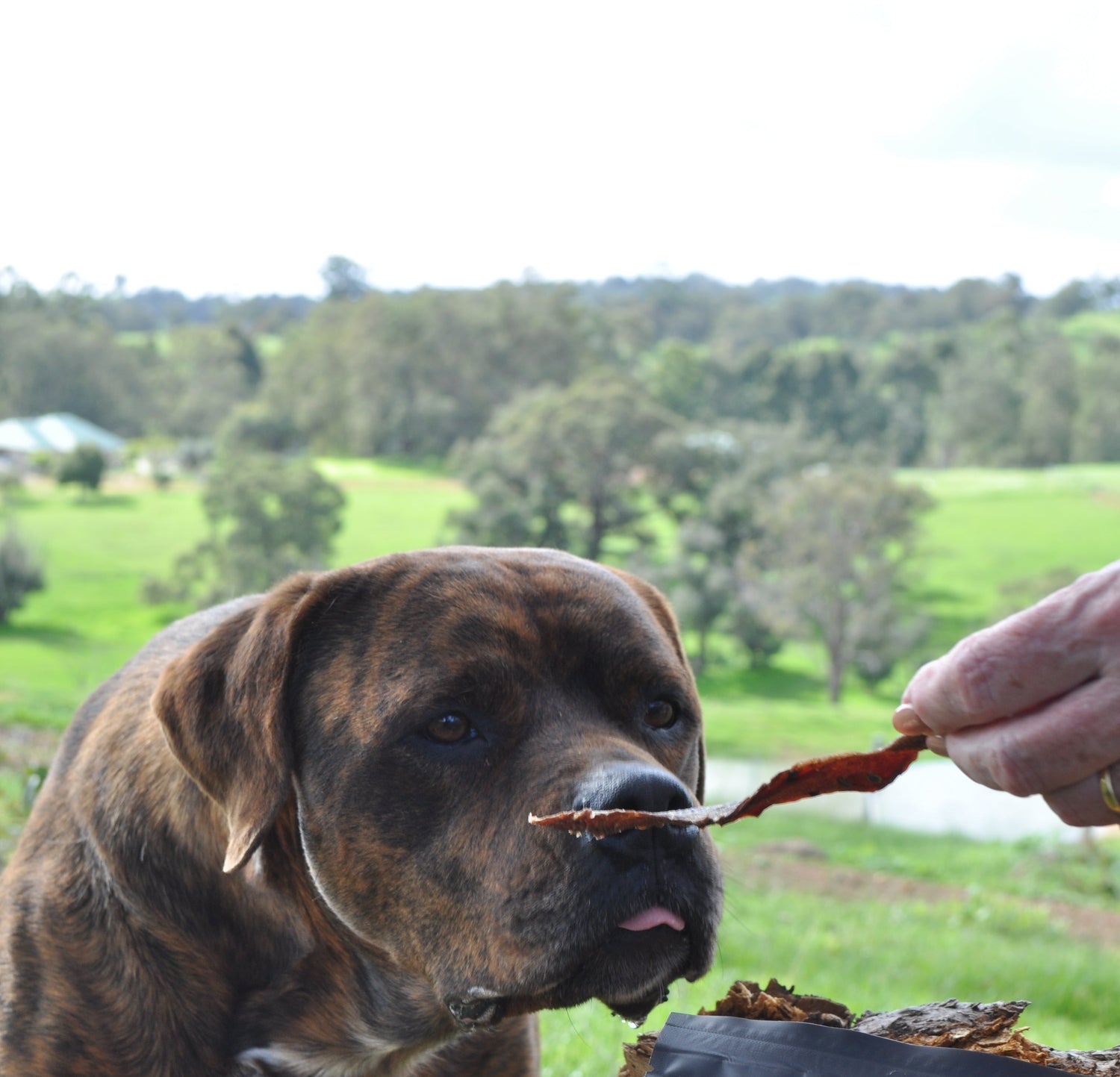 Beef or Kangaroo or Roo treat being sniffed by big dog