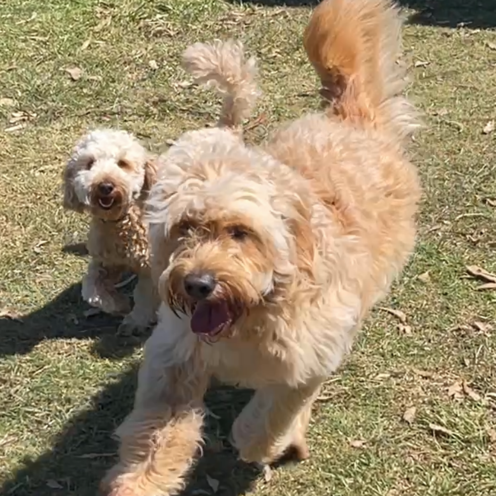 Two dogs running on a grassy field