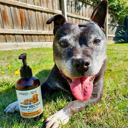 Happy dog with his Provex hemp seed nectar to be added to healthy meal for daily vitality, healthy skin/coat, joints and essential fatty acids using convenient pump