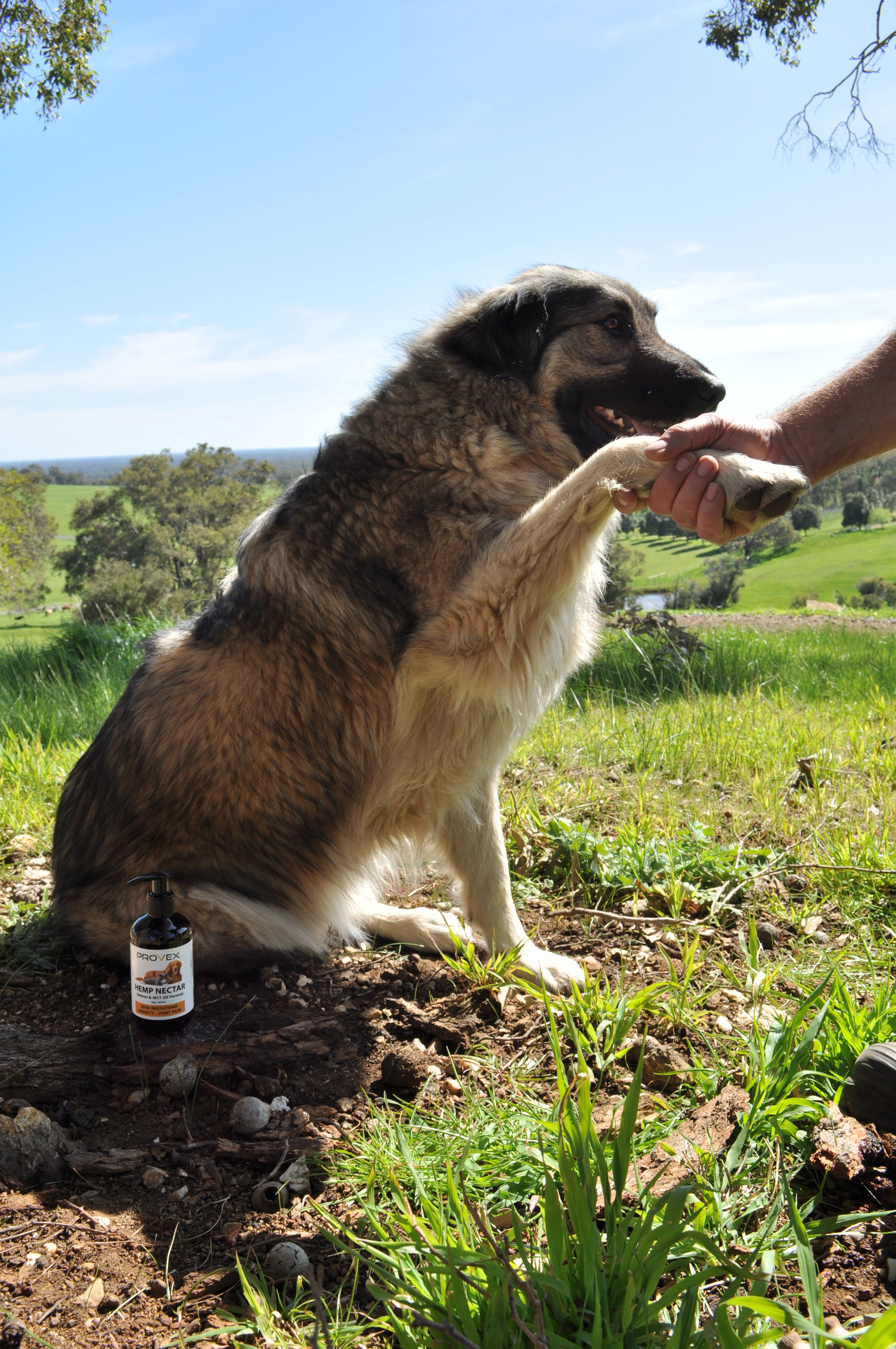 Gorgeous dog shaking paws and saying thank you for looking after my health, coat with Chlorophyll-rich green hemp seed nectar and plant-based omega supplement